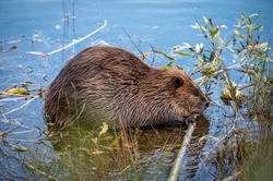Beaver Busy Working